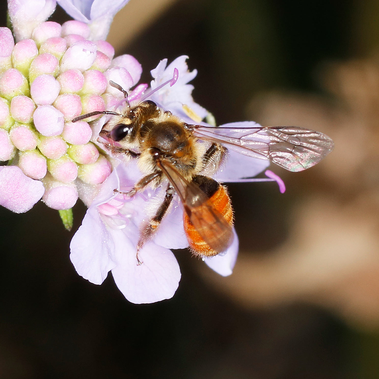 Apidae Andreninae da identificare